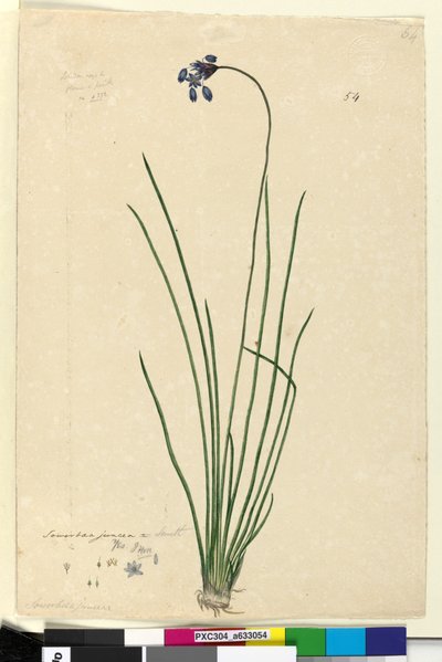 Pagina 54. Sowerbaea juncea door John William Lewin